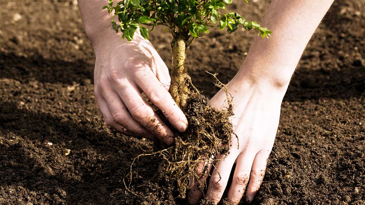 +2.000 trees planted